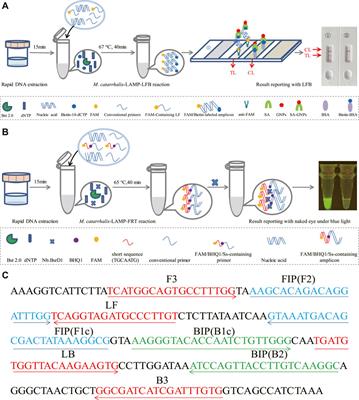 Rapid and reliable diagnosis of Moraxella catarrhalis infection using loop-mediated isothermal amplification-based testing